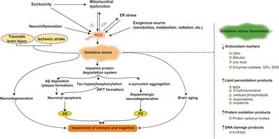 Neuroprotection Against Oxidative Stress: Phytochemicals Targeting TrkB Signaling and the Nrf2-ARE Antioxidant System